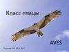 Класс птицы