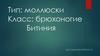 Тип: моллюски. Класс: брюхоногие. Битиния