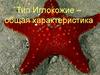 Тип Иглокожие – общая характеристика