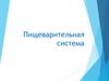 Пищеварительная система