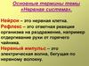 Головной мозг. Нервная система. Рефлекс. Нервный импульс