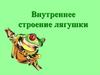 Внутреннее строение лягушки