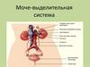 Мочевыделительная система