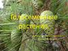 Голосеменные растения