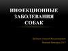 Инфекционные болезни собак