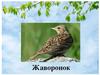 Жаворонок – перелётная птица