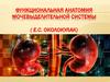Функциональная анатомия мочевыделительной системы