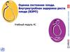 Оценка состояния плода. Внутриутробная задержка роста плода