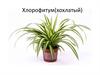 Хлорофитум (хохлатый)