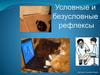 Условные и безусловные рефлексы