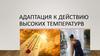 Адаптация к действию высоких температур