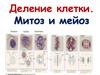 Деление клетки. Митоз и мейоз
