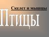 Скелет и мышцы птицы