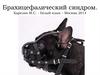 Брахицефалический синдром