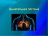 Дыхательная система