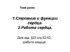 Строение и функции сердца. Работа сердца