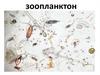 Зоопланктон. Типы зоопланктона