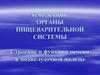 Органы пищеварительной системы. Строение и функции печени и поджелудочной железы