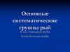 Основные систематические группы рыб. Класс Хрящевые рыбы. Класс Костные рыбы