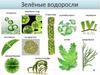 Зеленые водоросли