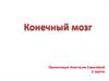 Конечный мозг
