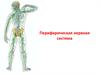 Периферическая нервная система