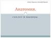 Анатомия. Скелет и мышцы