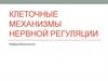 Клеточные механизмы нервной регуляции