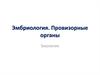 Эмбриология. Провизорные органы