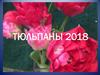 Виды тюльпанов