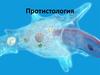 Протистология. Простейшие