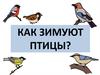Как зимуют птицы