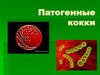 Патогенные кокки