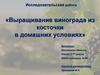 Выращивание винограда из косточки в домашних условиях