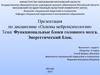 Функциональные блоки головного мозга. Энергетический блок