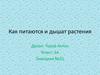 Как питаются и дышат растения