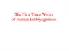 The First Three Weeks of Human Embryogenesis