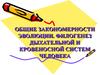 Общие закономерности эволюции. Филогенез дыхательной и кровеносной систем человека