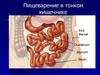 Пищеварение в тонком кишечнике
