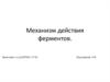 Механизм действия ферментов
