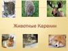 Животные Карелии