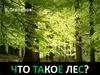 Что такое лес (стихотворение)