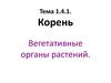 Корень. Вегетативные органы растений
