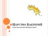 Царство Бактерий