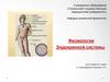 Физиология эндокринной системы