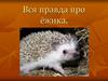 Вся правда про ёжика