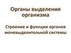 Строение и функции органов мочевыделительной системы