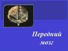 Передний мозг