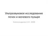 Ультразвуковое исследование почек и мочевого пузыря