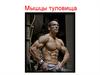 Мышцы туловища